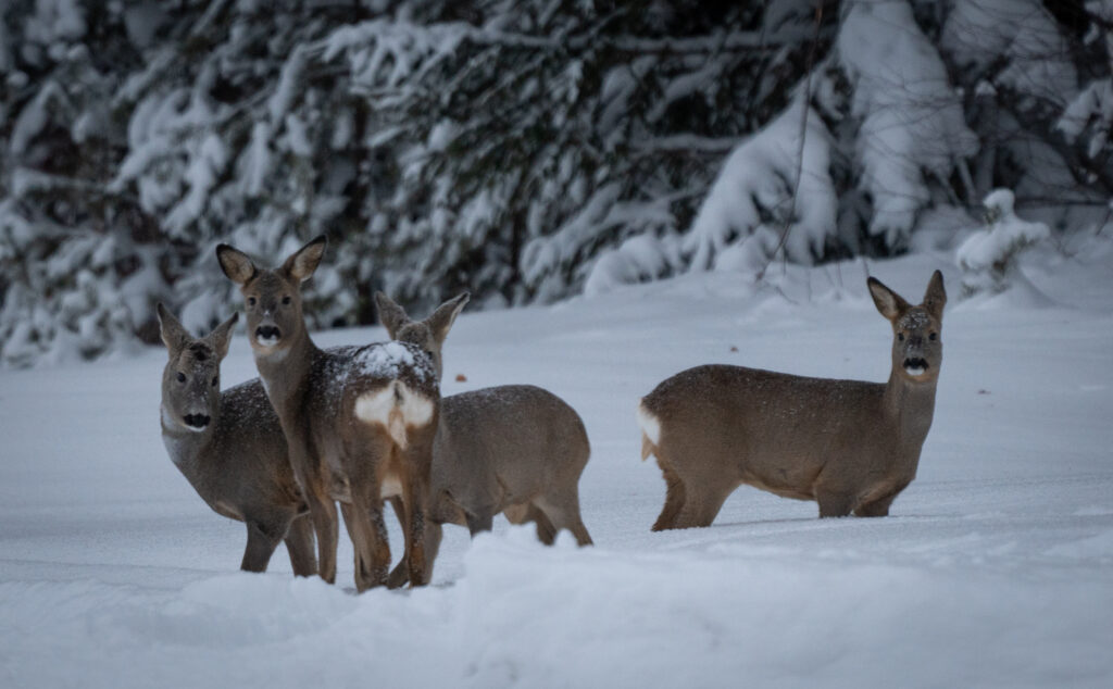 Een groepje wilde reeen in de sneeuw in Zweden
