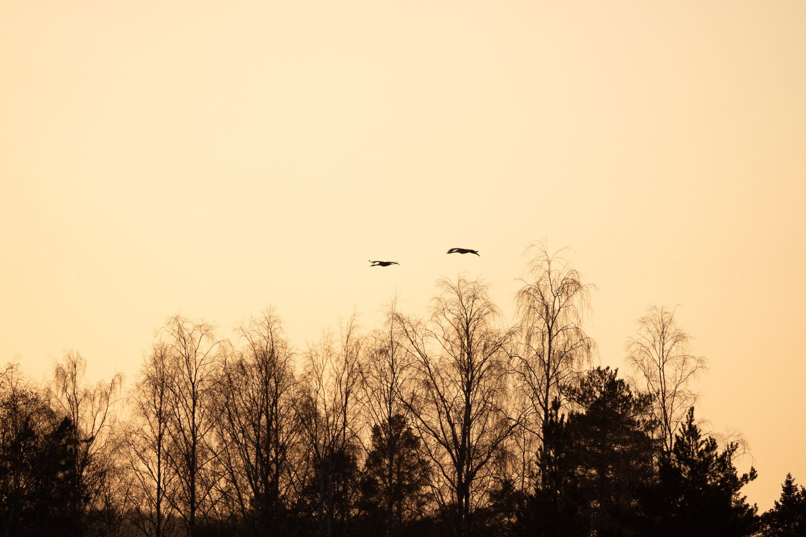Mooie lucht boven het bos, twee vogels in de lucht