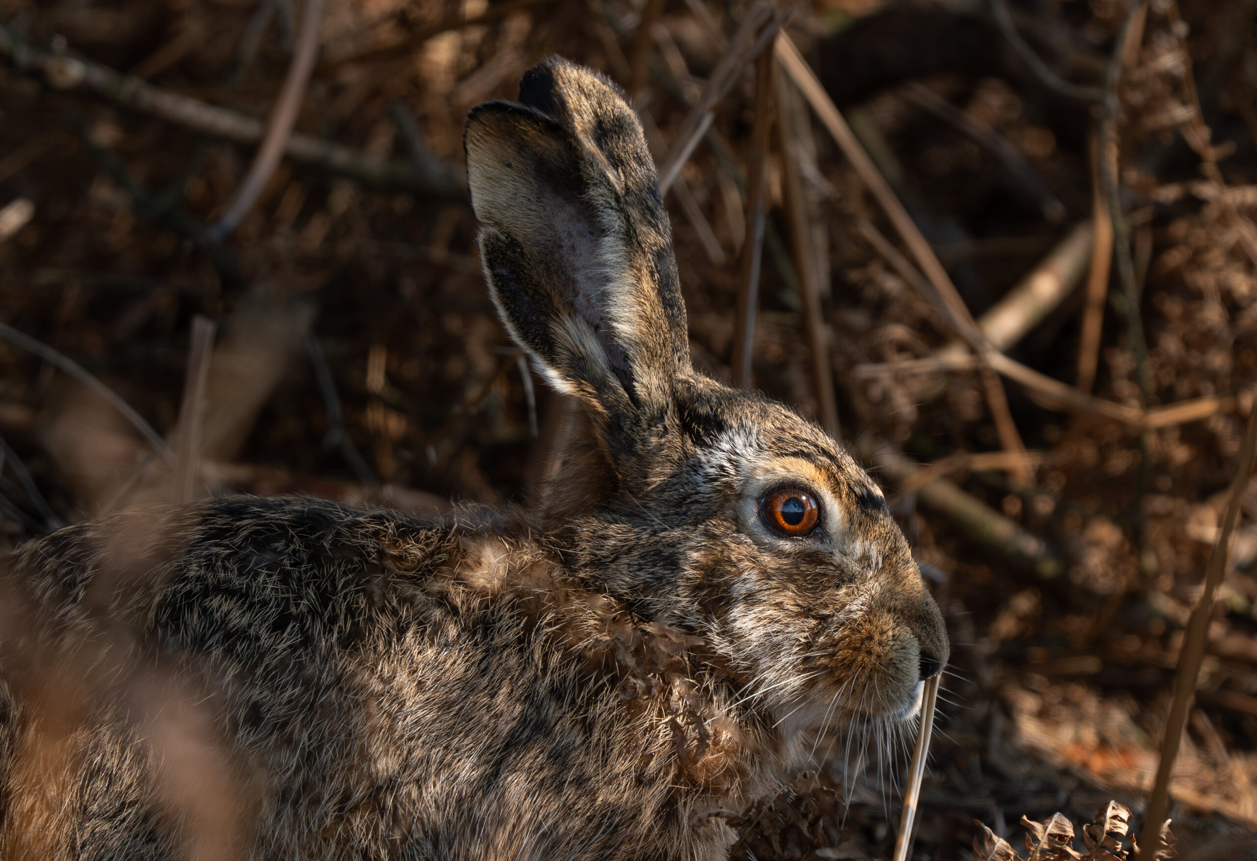 Een wilde haas in de zweedse natuur