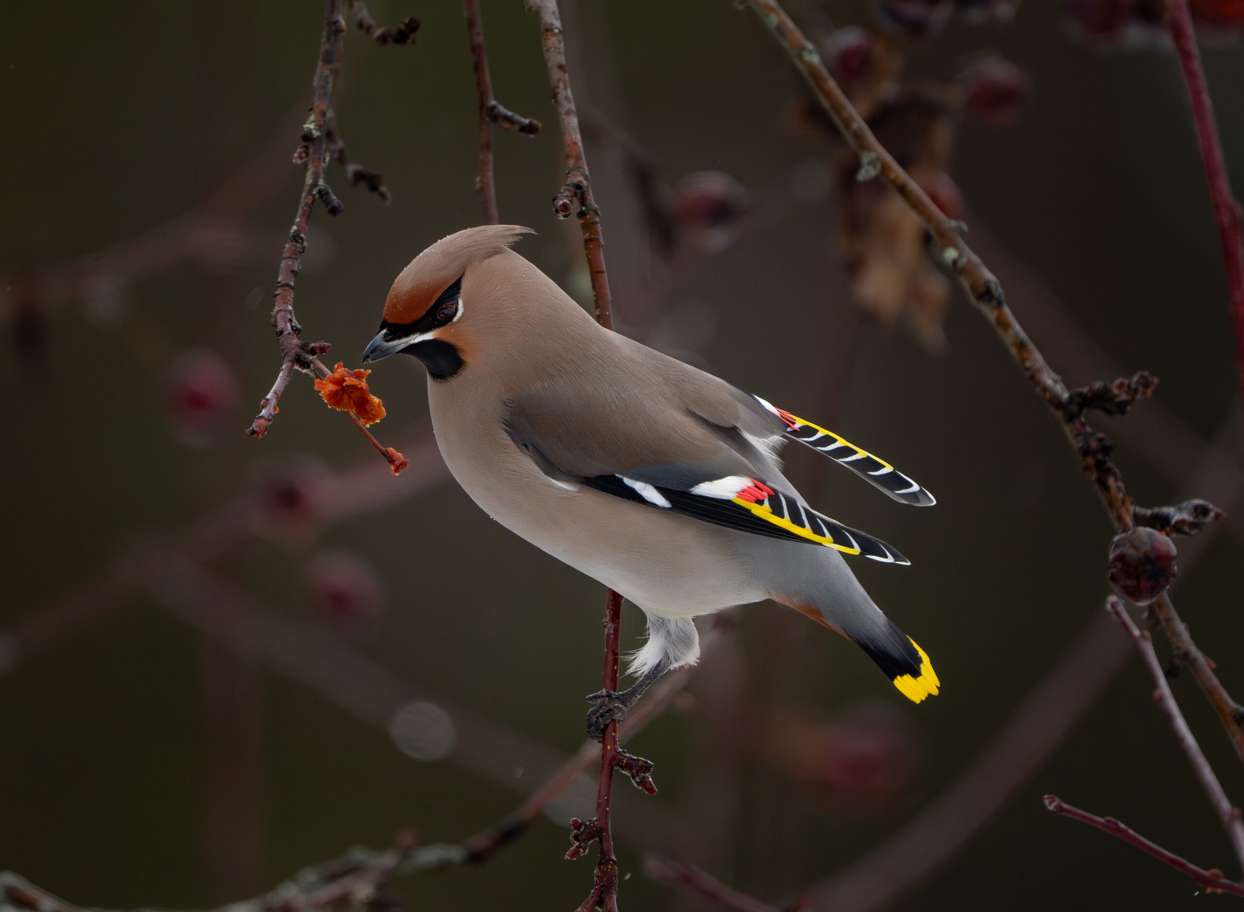 Wilde Pestvogel in Zweden