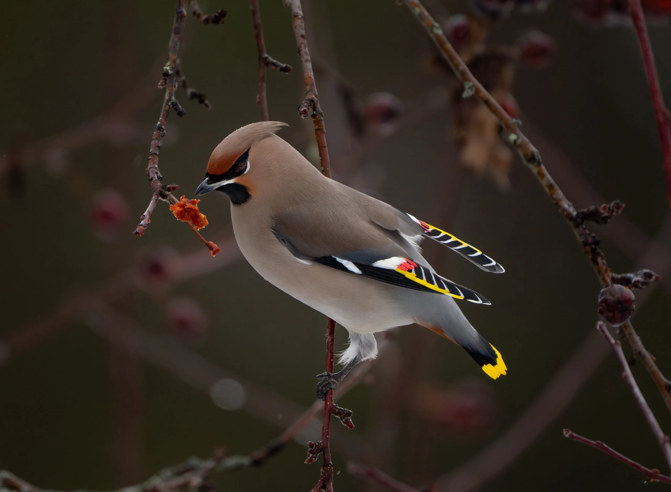 Wilde Pestvogel in Zweden