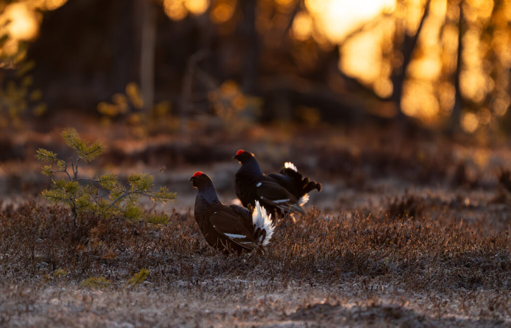 Twee korhoenders in het bos van zweden