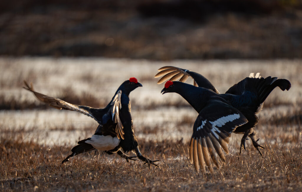 Twee korhoenders aan het vechten in Zweden tijdens korhoenderbalts in april