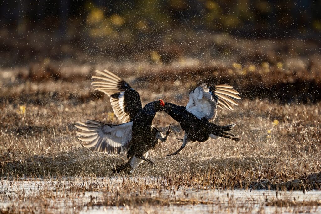 Twee vechtende korhoenders tijdens korhoenderbalts in april in Zweden