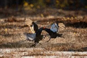 Twee vechtende korhoenders tijdens korhoenderbalts in april in Zweden