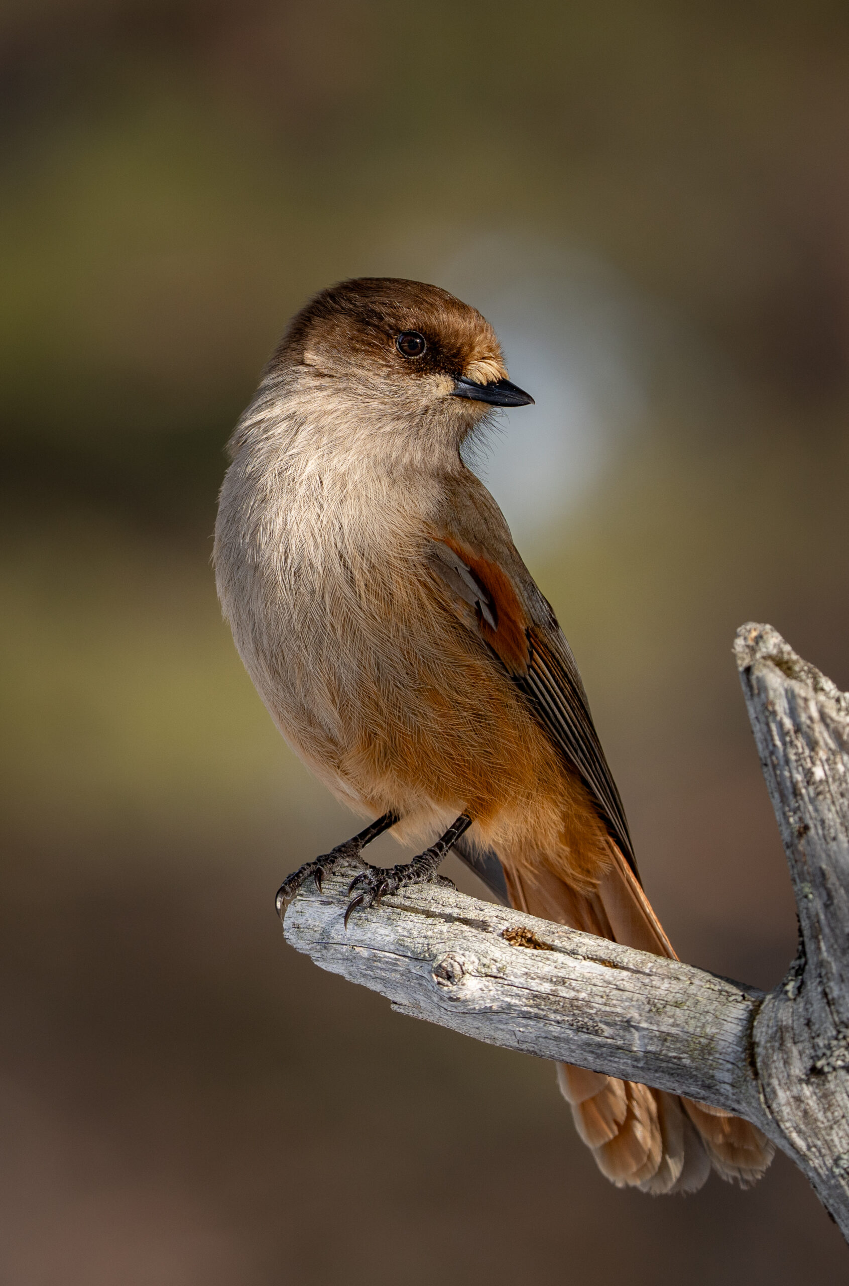 Een wilde taiga gaai in de natuur van zweden