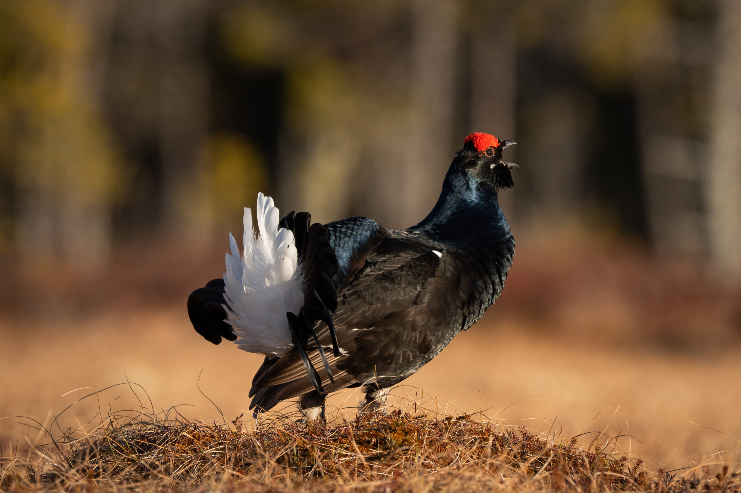 Een korhoender in de natuur Zweden