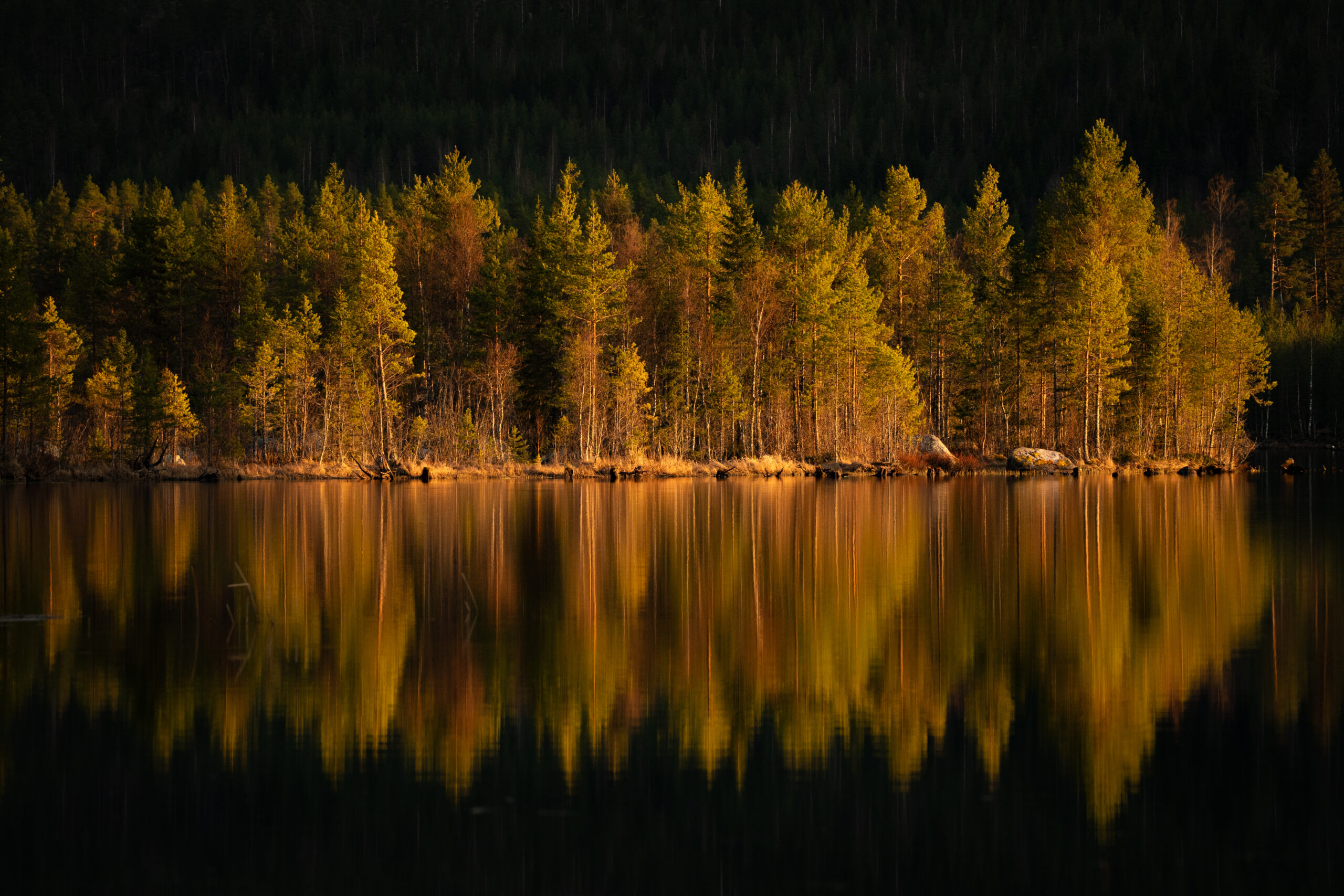 Een kleurrijk bos in Zweden met weerspiegeling van de bomen in het water