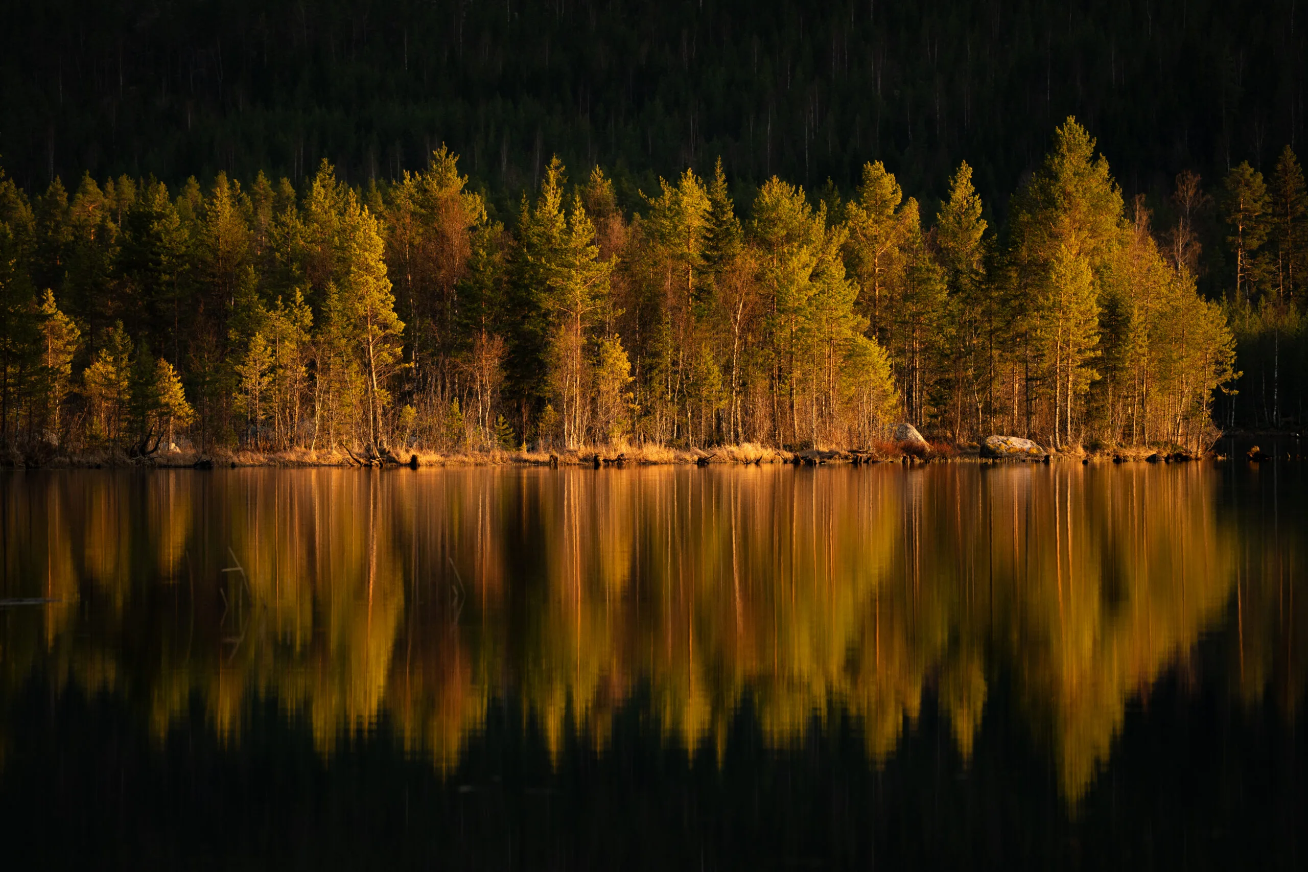Een kleurrijk bos in Zweden met weerspiegeling van de bomen in het water