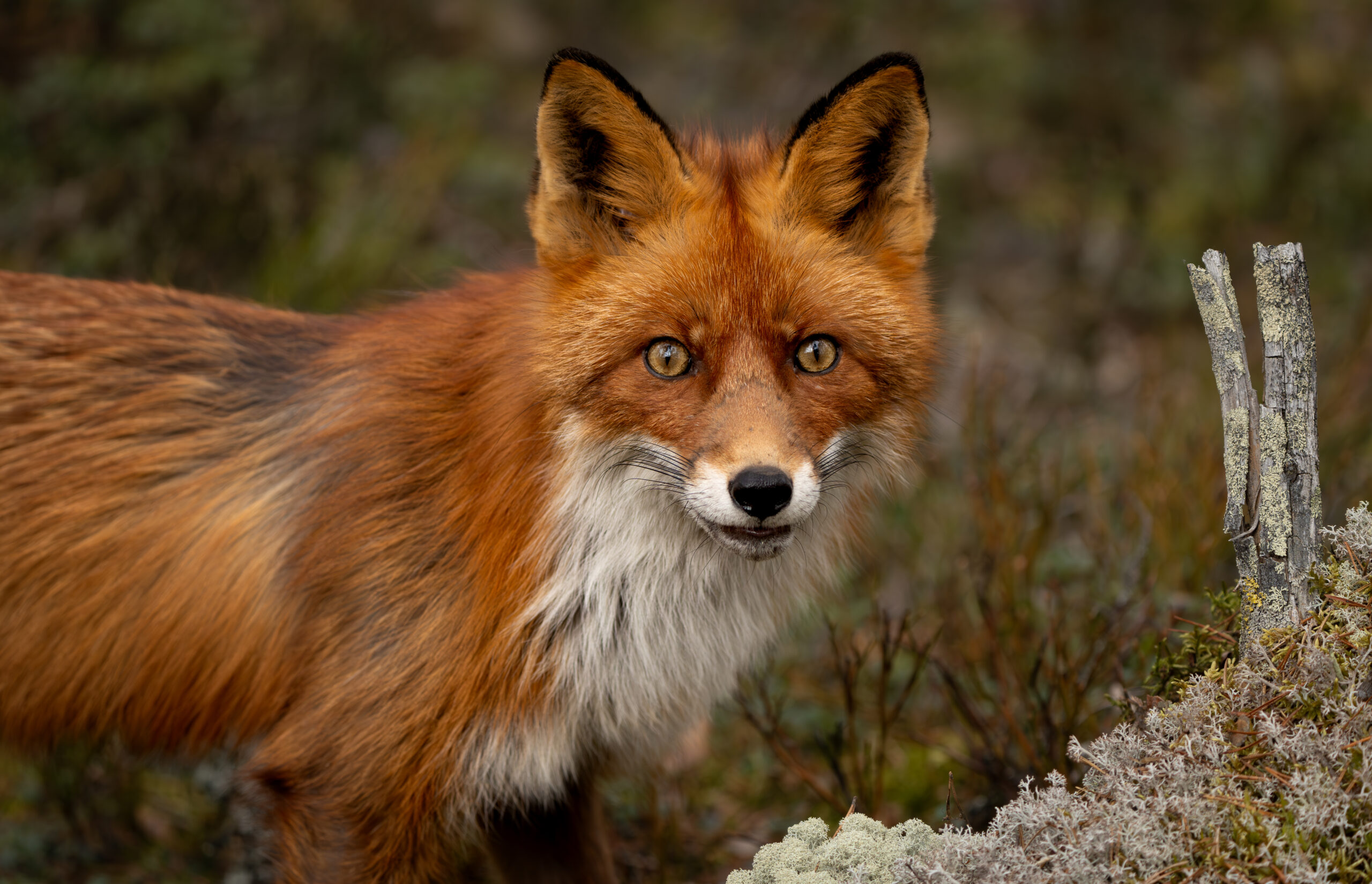 Wilde vos in de natuur van Zweden