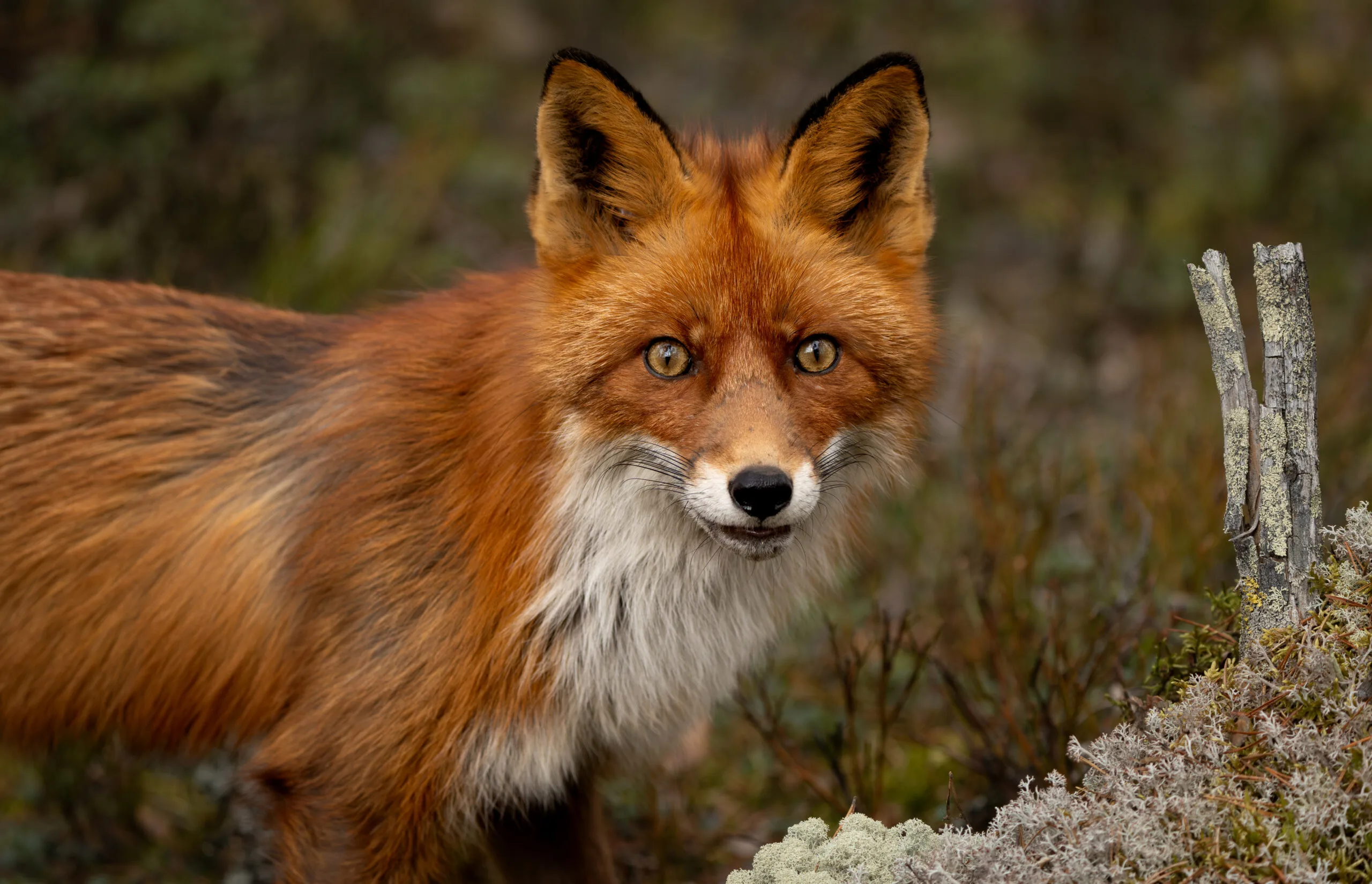 Wilde vos in de natuur van Zweden