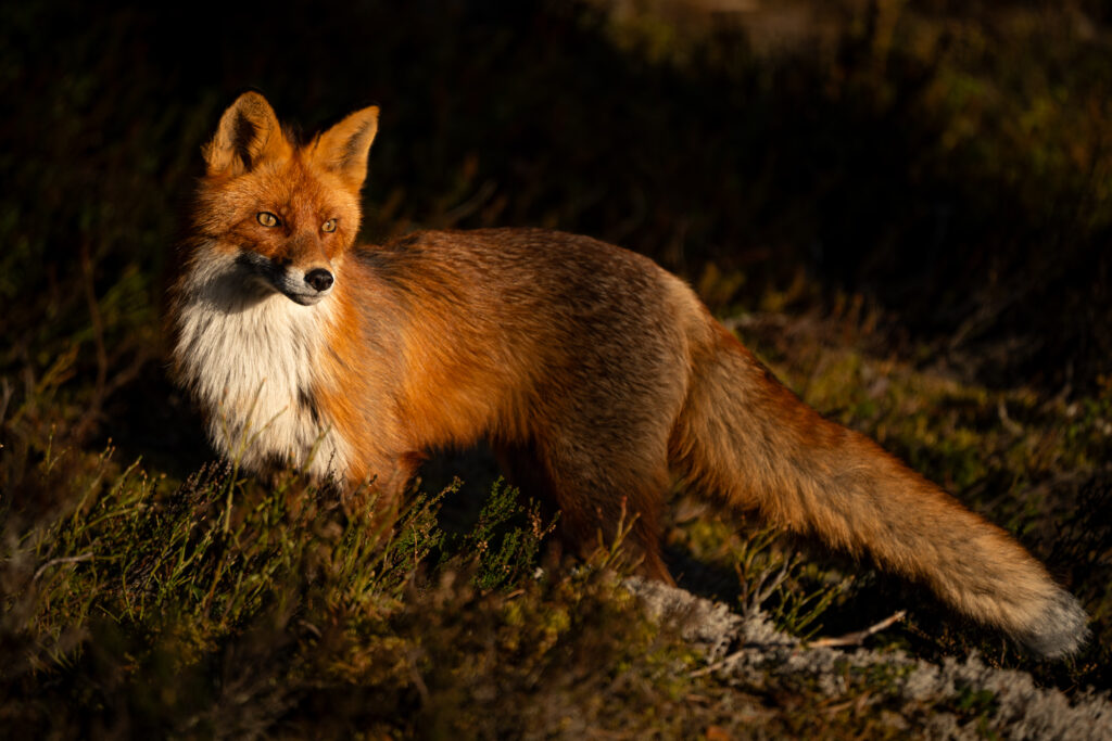 Wilde Vos in de Zweedse natuur