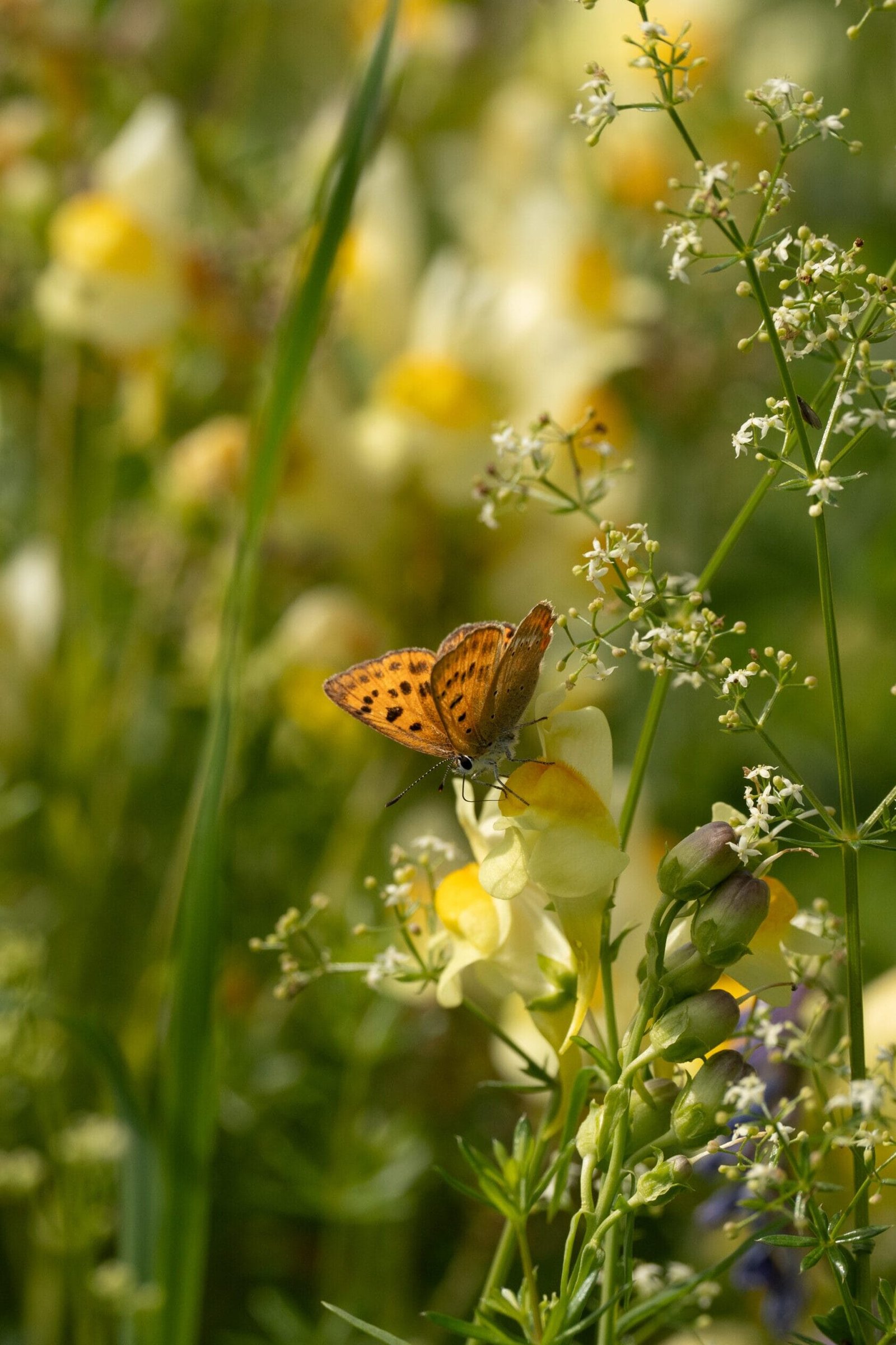 Een vlinder op een bloemenstruik in de zomer in Zweden