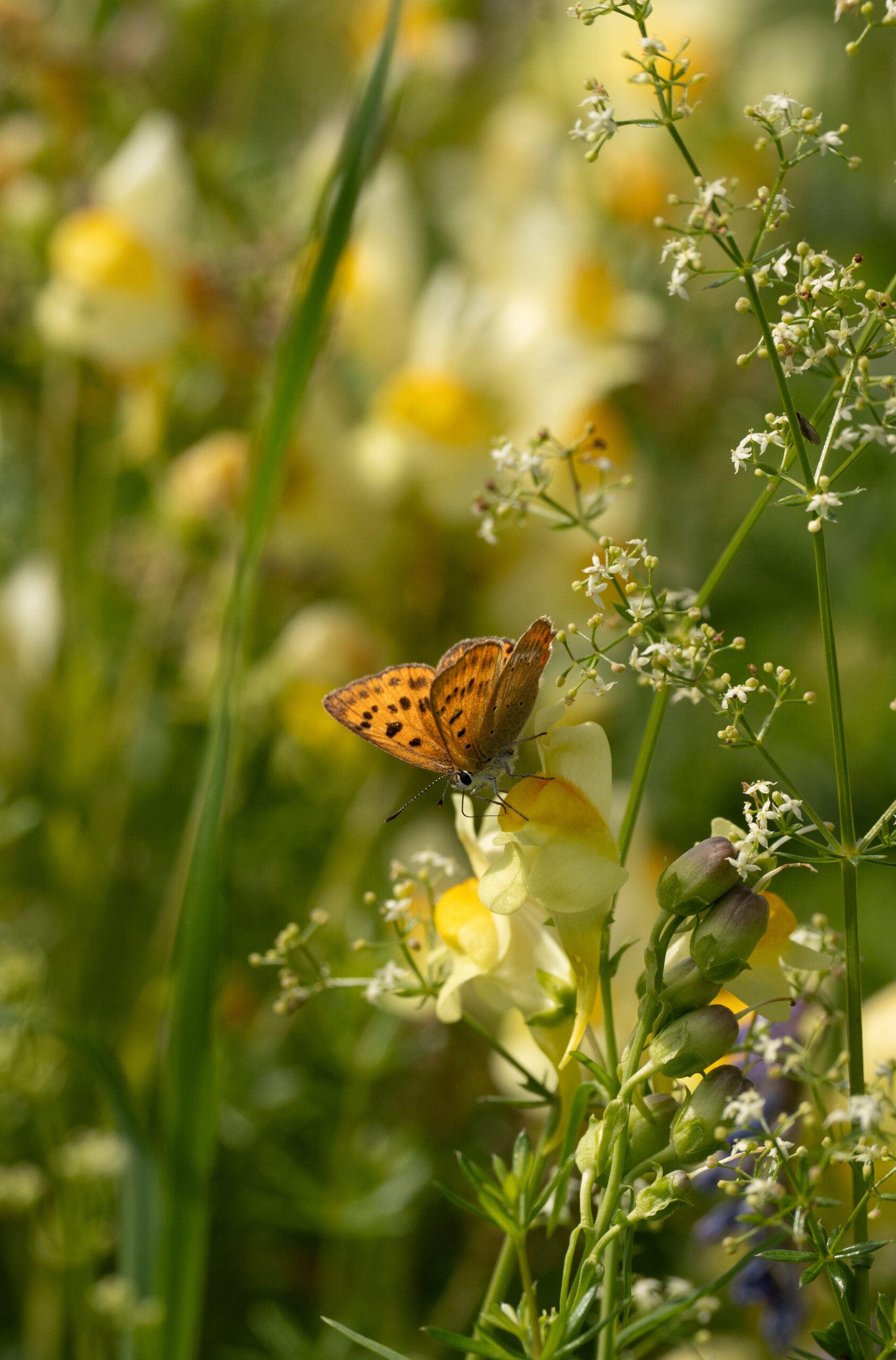 Een vlinder op een bloemenstruik in de zomer in Zweden
