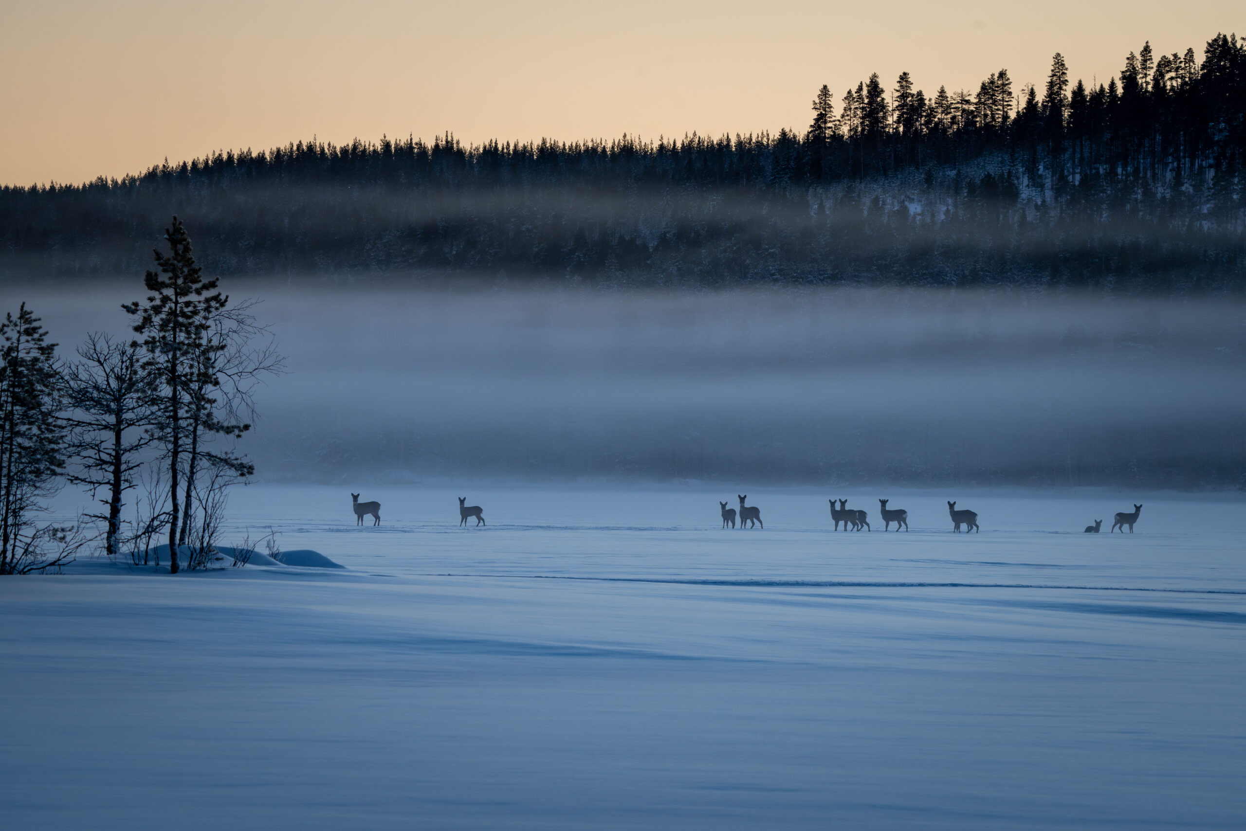Reeen op het bevroren meer in de natuur van Zweden bij Friluft Sweden