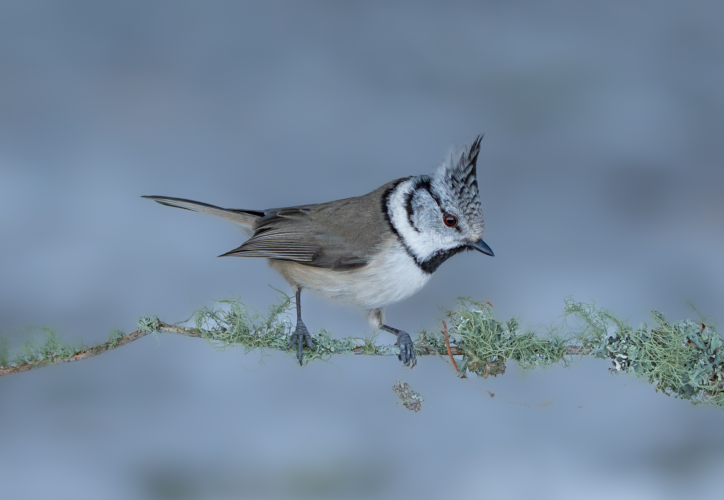 Een kuifmees in Zweden in de winter