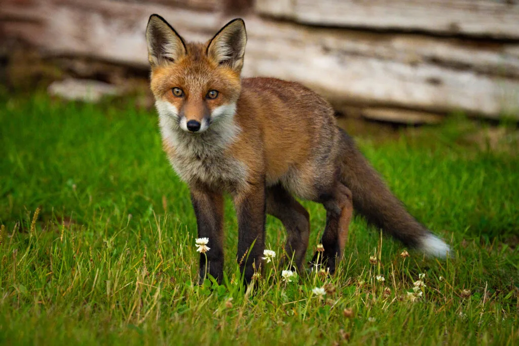 Een wilde vos in Härjedalen Zweden. Wildlife