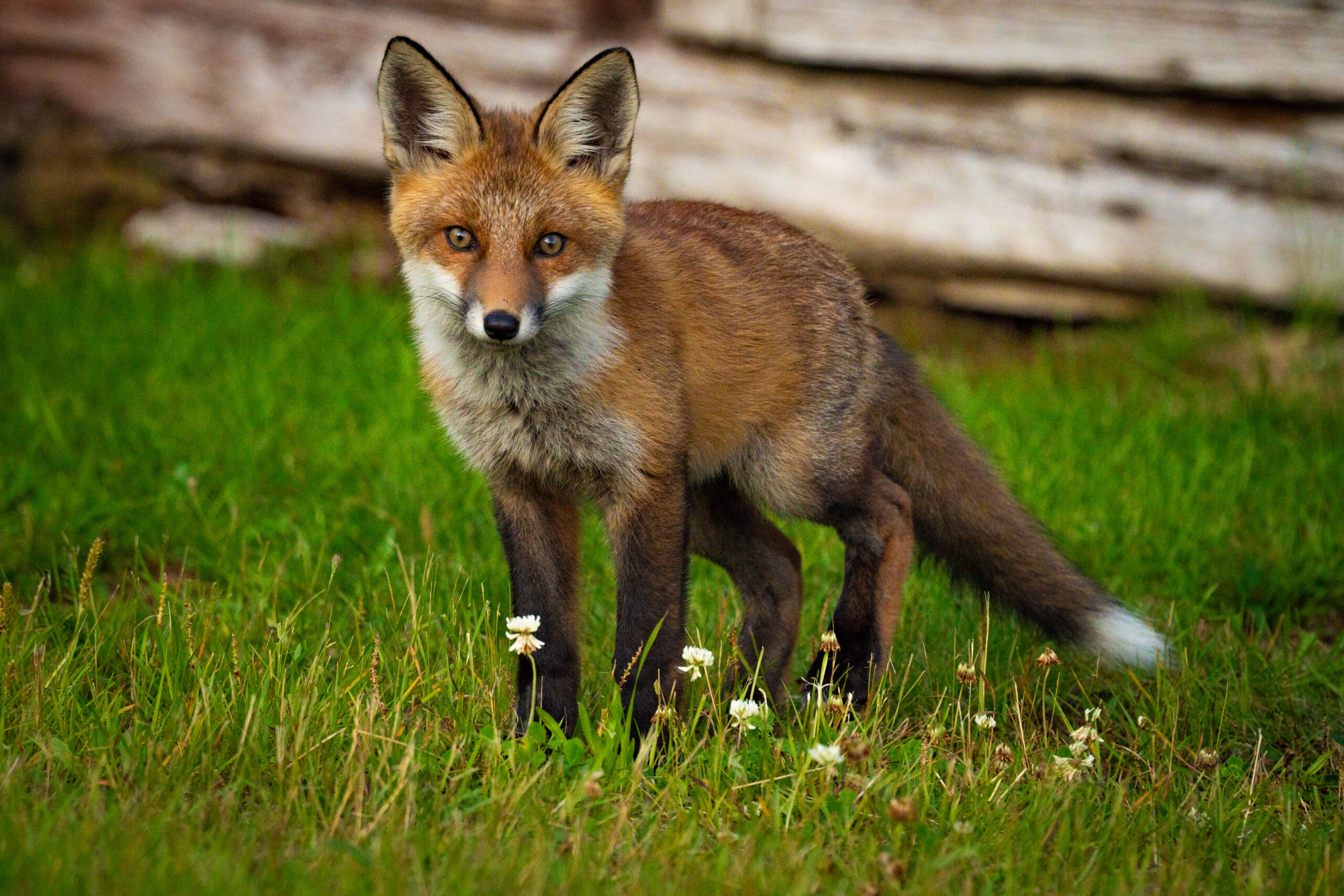 Een wilde vos in Härjedalen Zweden. Wildlife