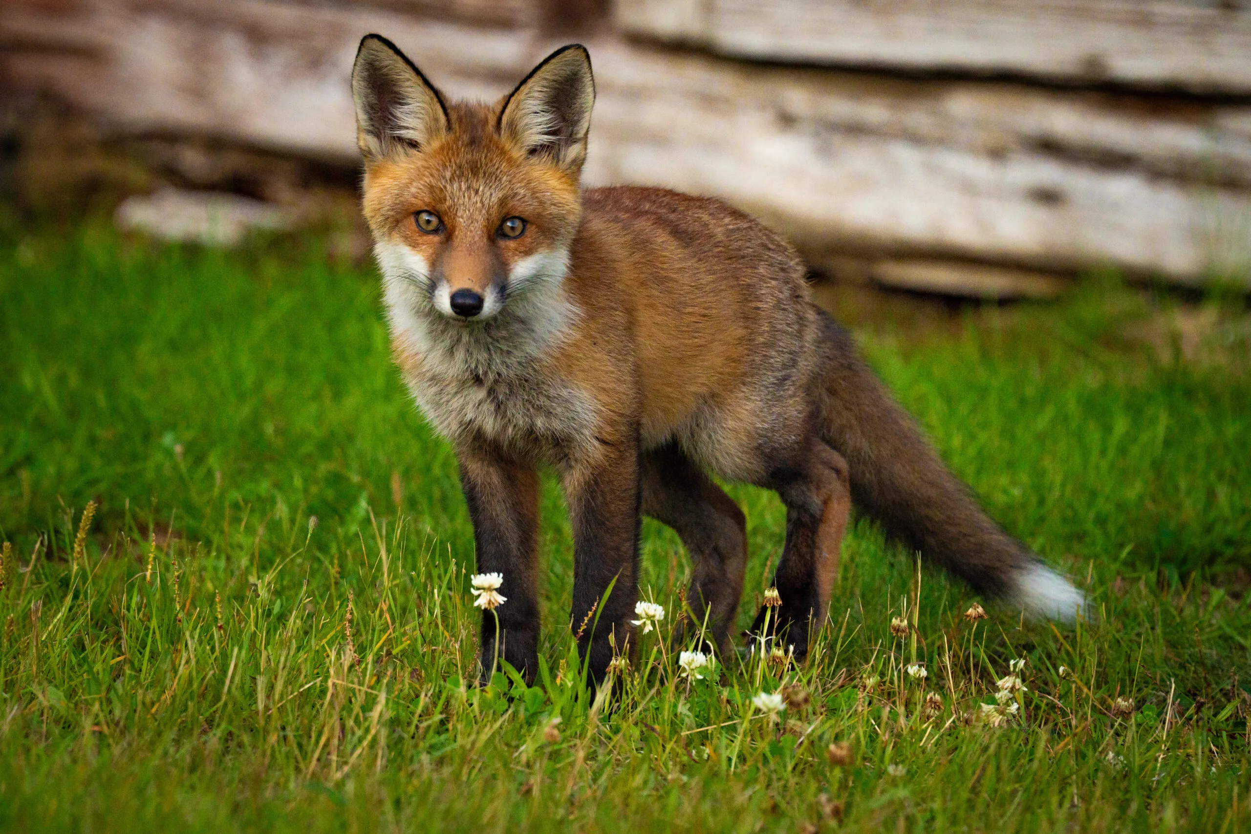 Een wilde vos in Härjedalen Zweden. Wildlife