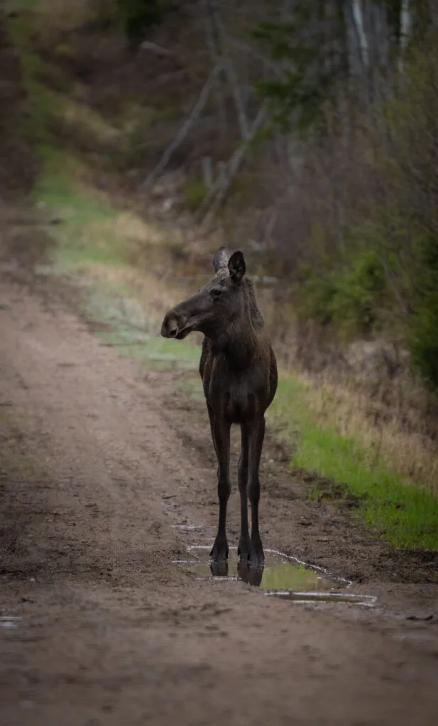 Een jonge eland in de vrije natuur van zweden