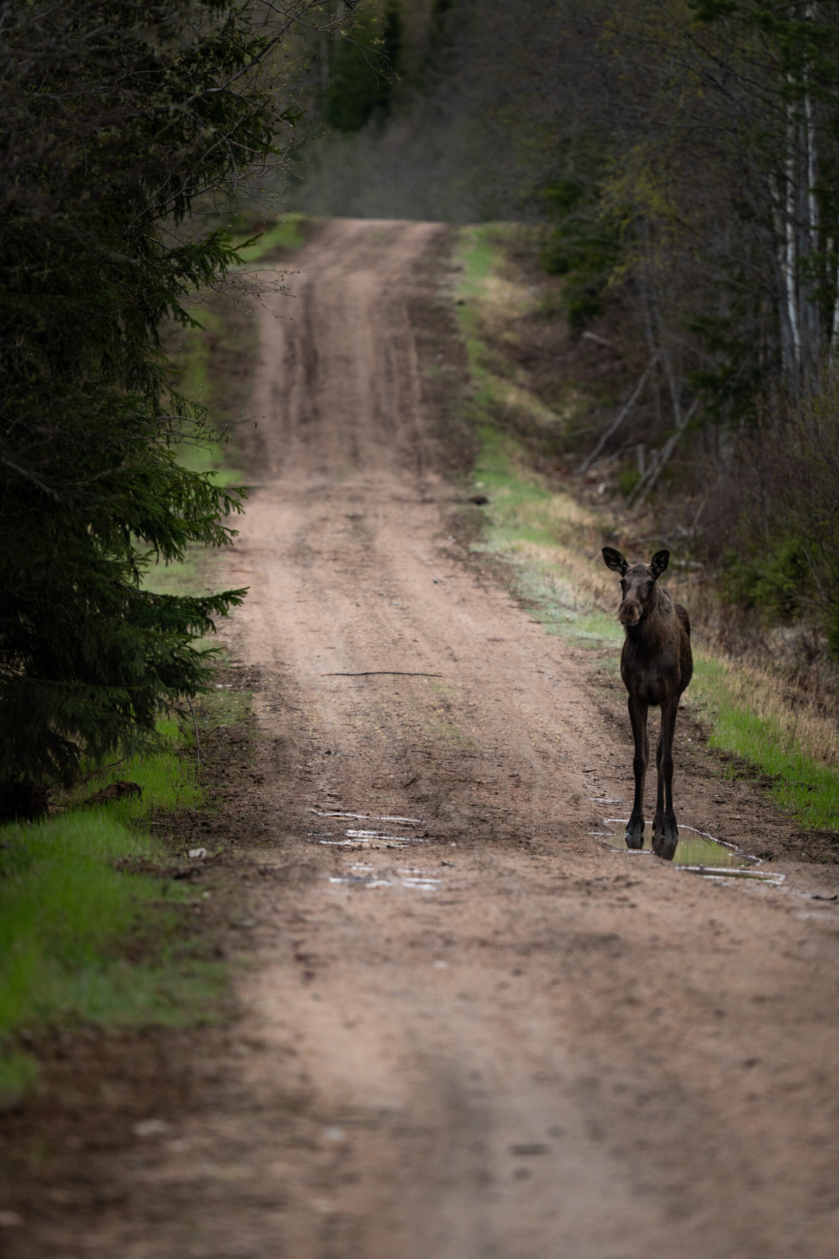 Een jonge eland in de natuur van Zweden. Wildlife op zijn puurst in Zweden