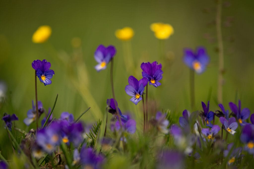 Bloeiende wilde viooltjes bloemen in de lente in Zweden bij Friluft Sweden