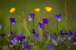 Bloeiende wilde viooltjes bloemen in de lente in Zweden bij Friluft Sweden