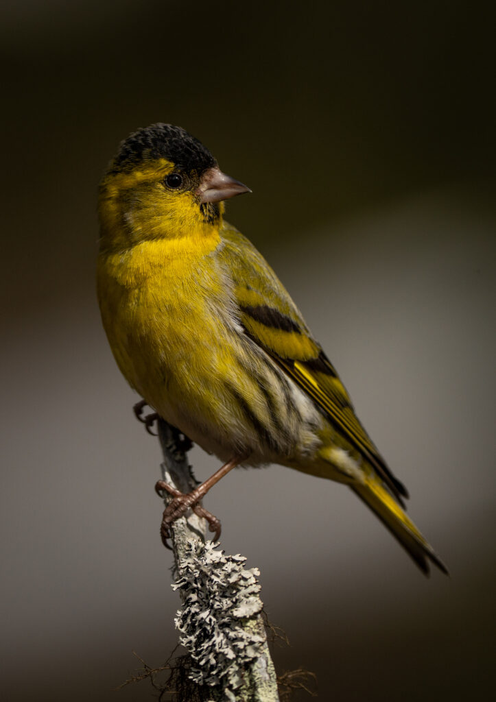 Een mannetjes Sijs in de natuur van Zweden