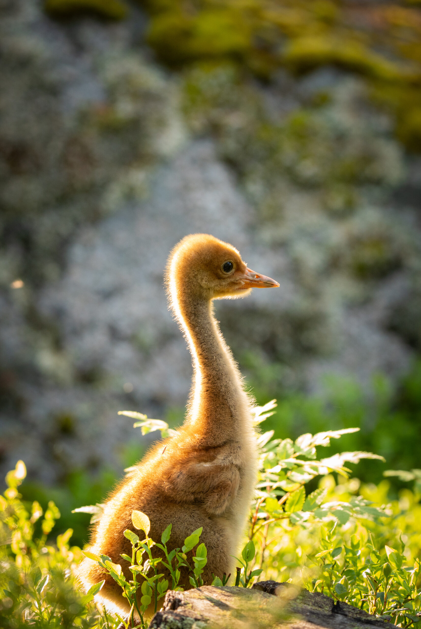 Een net geboren baby kraanvogel in de natuur van Zweden
