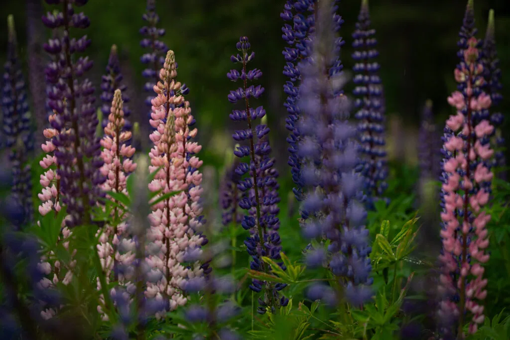 kleurrijke lupines in de natuur van Zweden, Friluft Sweden