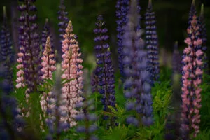 kleurrijke lupines in de natuur van Zweden, Friluft Sweden