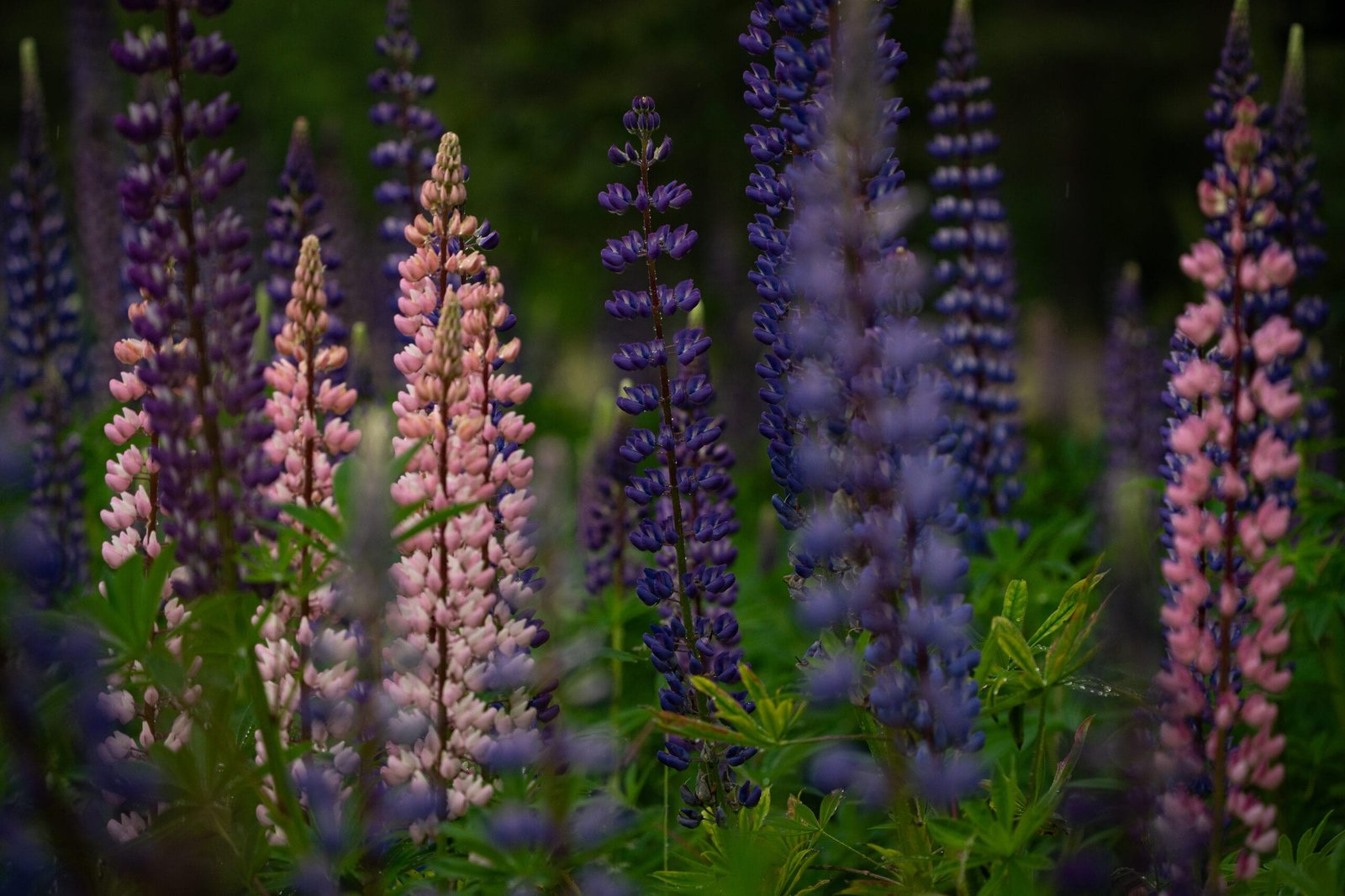 kleurrijke lupines in de natuur van Zweden, Friluft Sweden