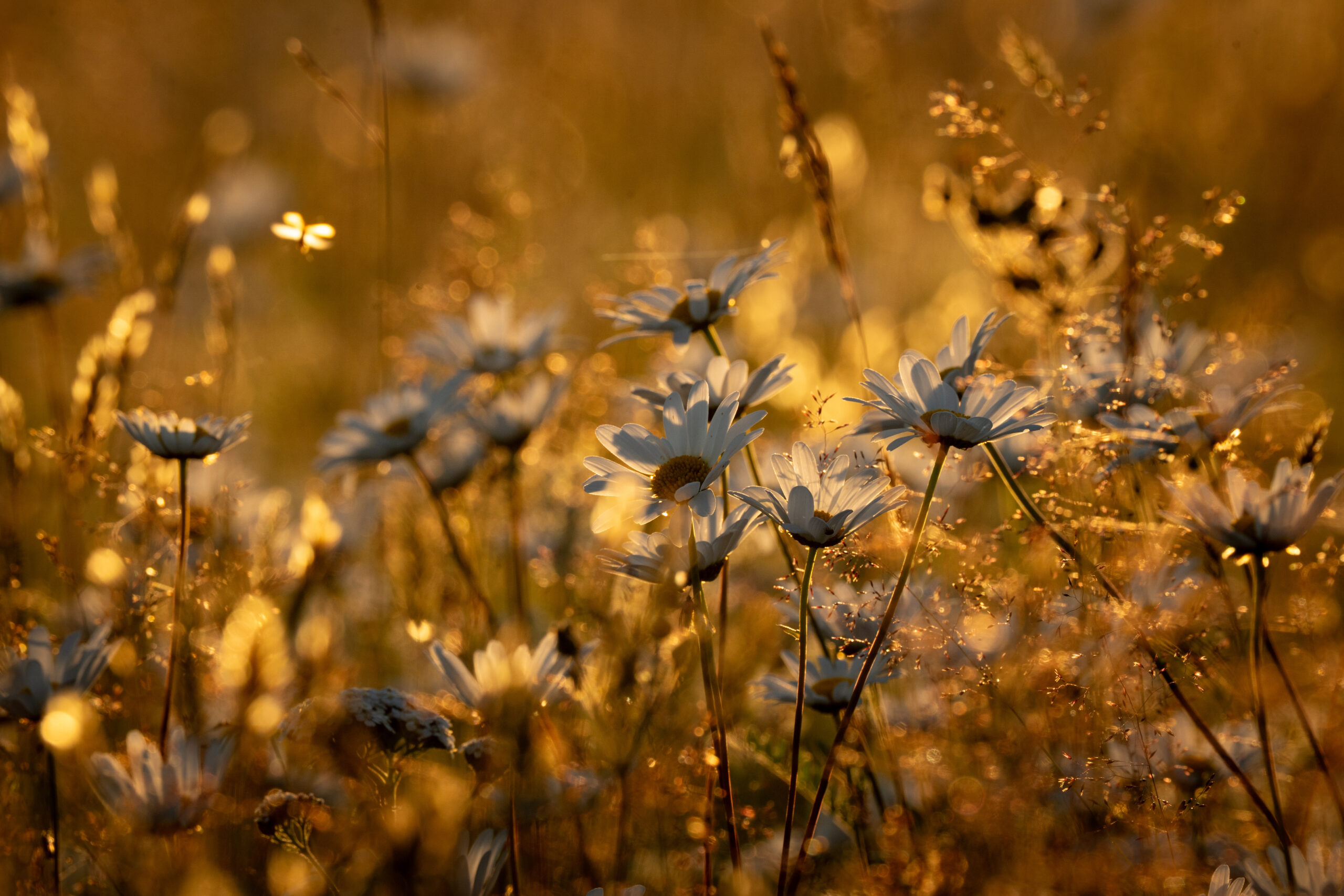 Margrieten in een gouden avondgloed bij Friluft Sweden