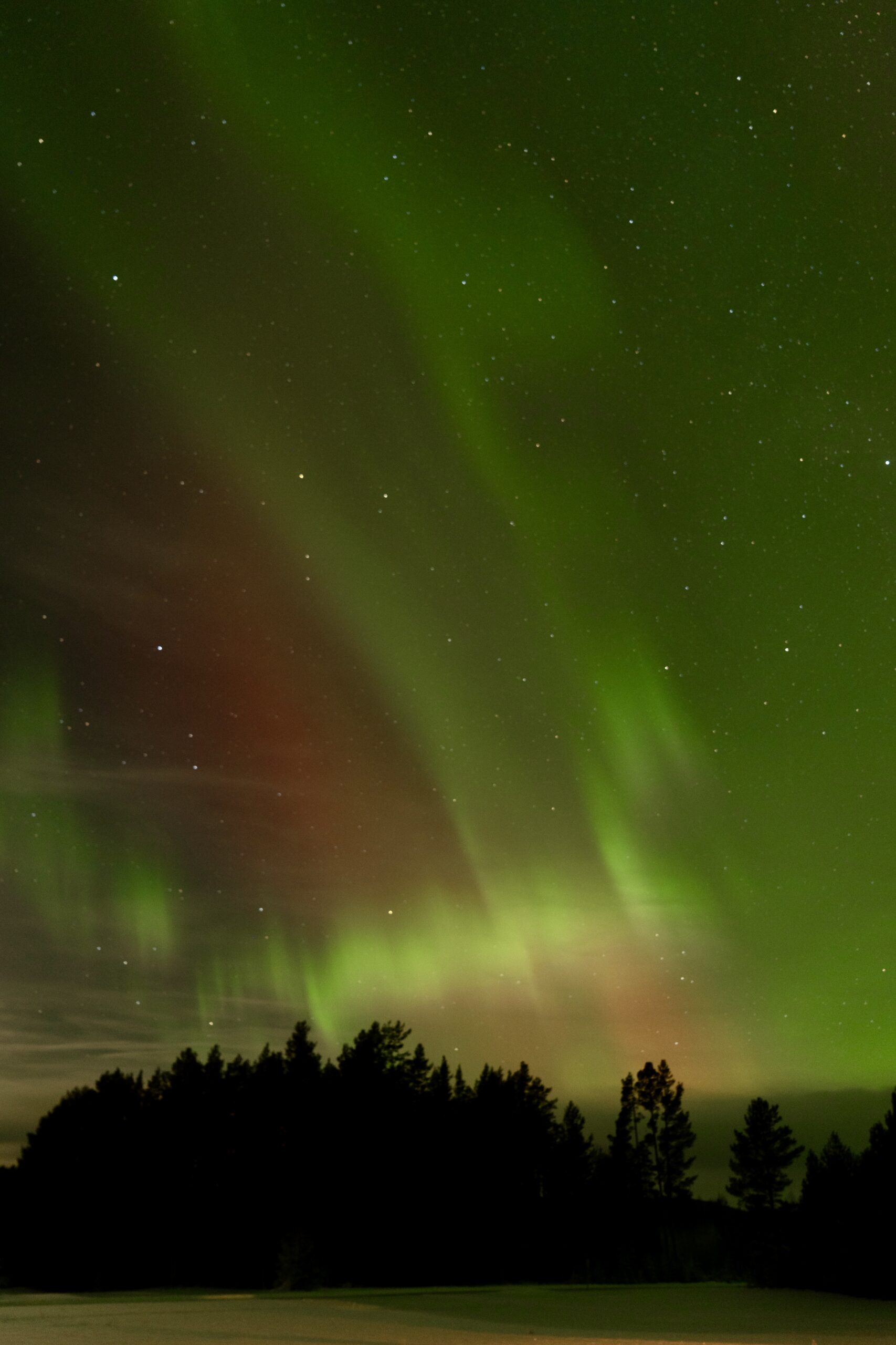 Groene en rode kleuren van het noorderlicht dansend boven het donkere bos