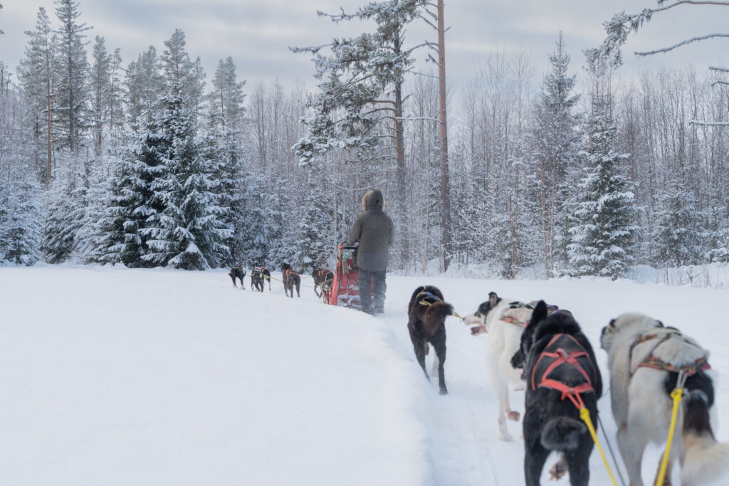Een huskytocht door het winterse Zweedse landschap bij Friluft Sweden