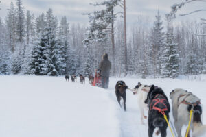 Een huskytocht door het winterse Zweedse landschap bij Friluft Sweden
