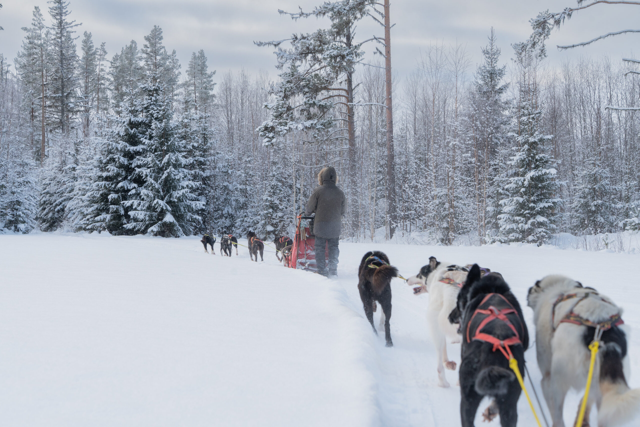 Een huskytocht door het winterse Zweedse landschap bij Friluft Sweden