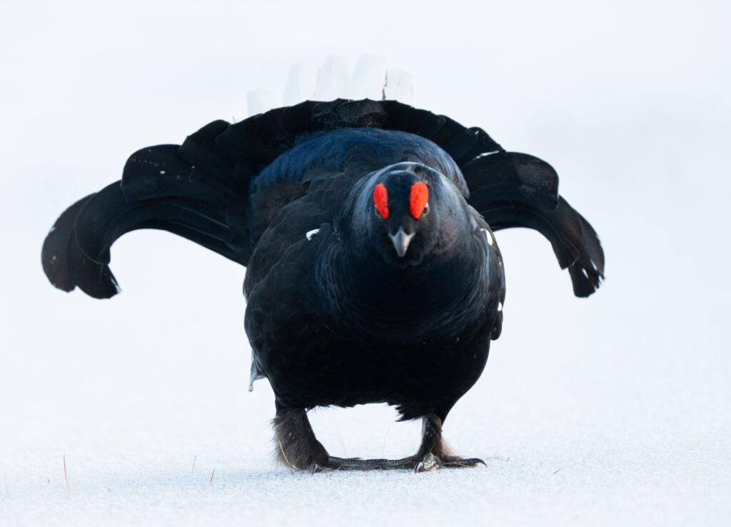 Een korhoender tijdens de korhoenderbalts in Zweden