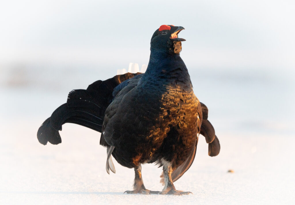 Een korhoen tijdens de korhoenderbalts in Zweden