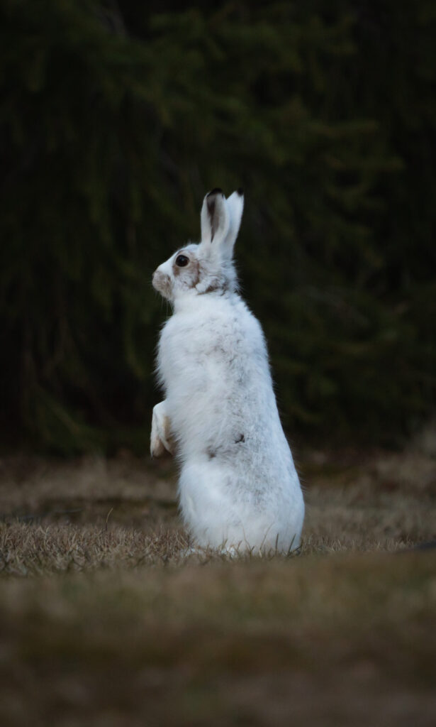 Een witte sneeuwhaas in de lente in Zweden bij Friluft Sweden