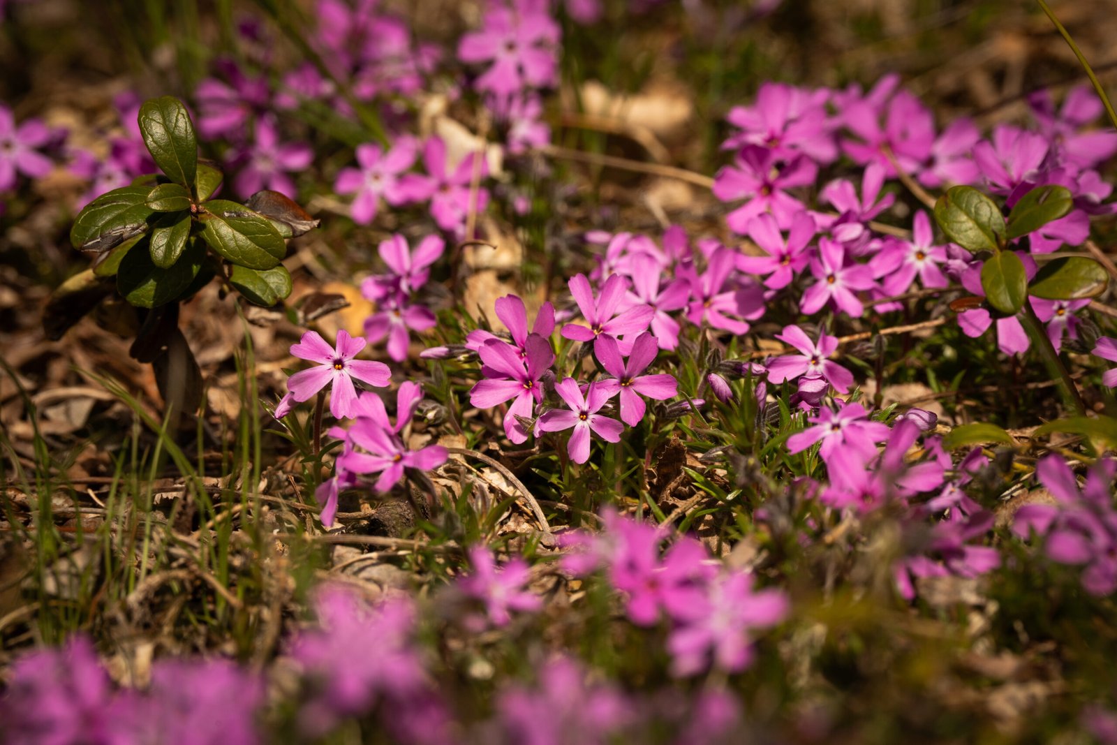 Paarse bloemen in mei in de natuur in Zweden bij Friluft Sweden
