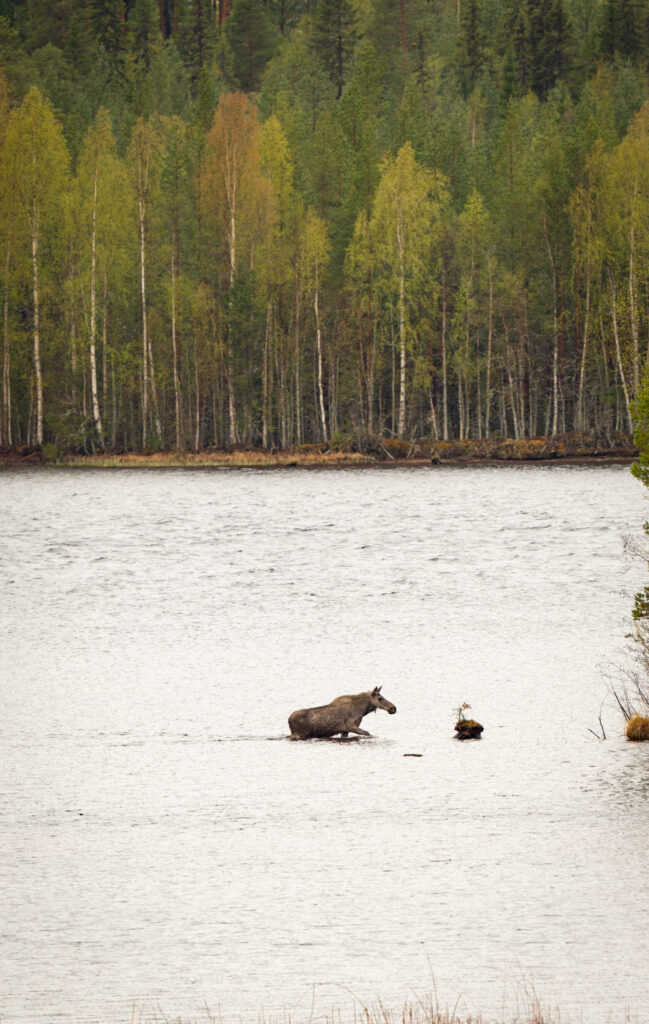 Een eland komt uit het water in Zweden bij Friluft Sweden