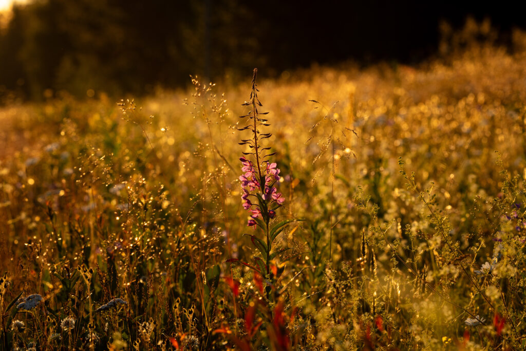 in juni staan prachtige wilde bloemen in bloei in Zweden bij Friluft Sweden