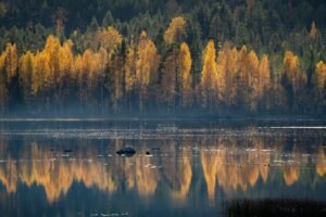 Uitzicht op de prachtige herfstkleuren met het water als spiegel in de herfst in Zweden bij Friluft Sweden