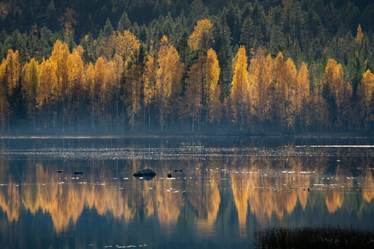 Uitzicht op de prachtige herfstkleuren met het water als spiegel in de herfst in Zweden bij Friluft Sweden