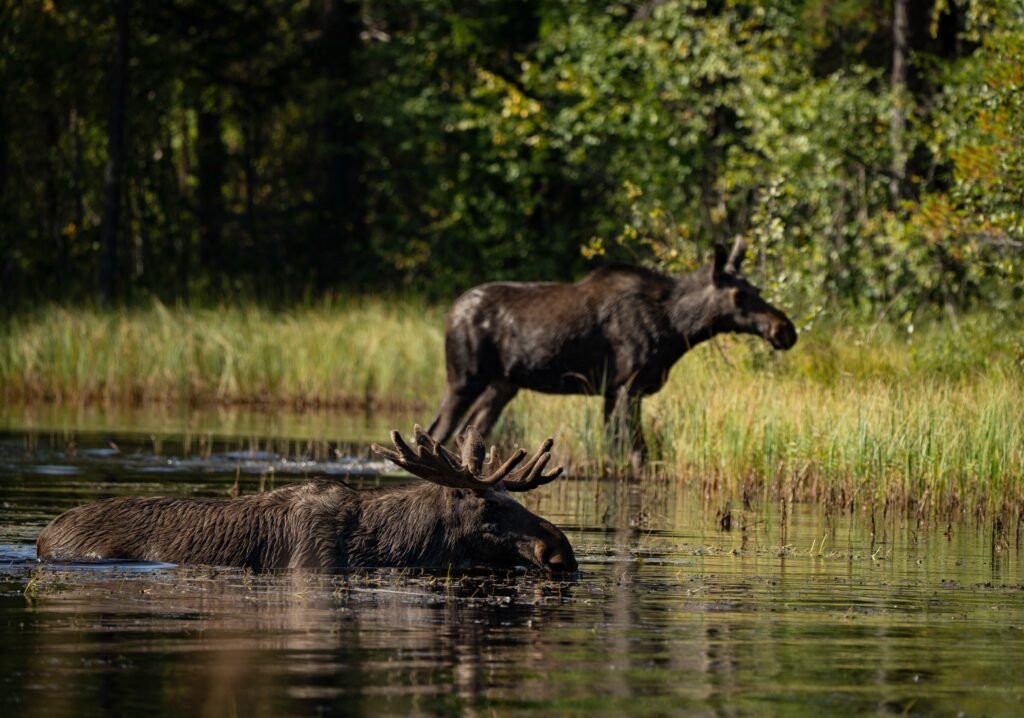 Twee elanden in het water bij Friluft Sweden in Zweden