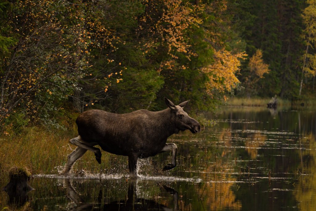 Een eland in het water in Zweden bij Friluft Sweden
