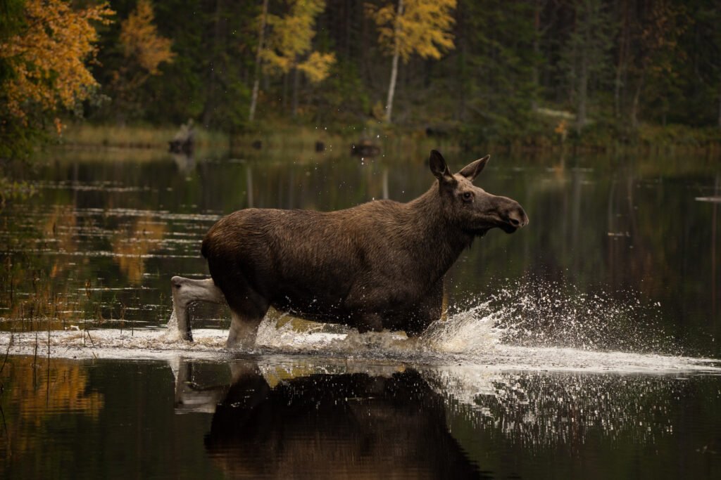 Een Eland in het water bij Friluft Sweden in Zweden