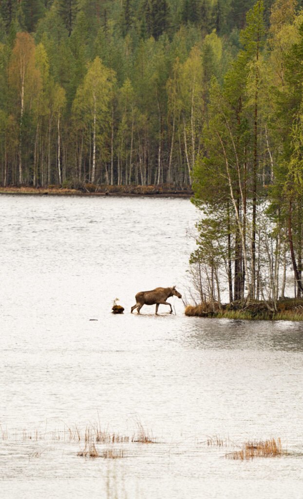 Een eland die door het water zwemt het eiland op bij Friluft Sweden in Zweden