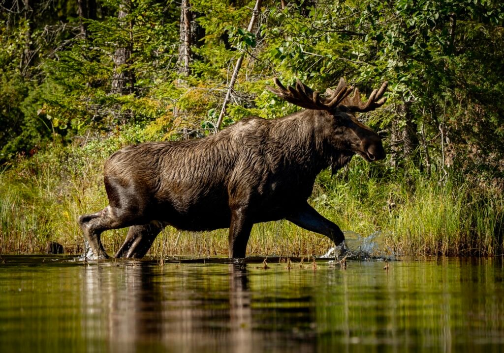 Een mannetjes Eland in het water bij Friluft Sweden in Zweden